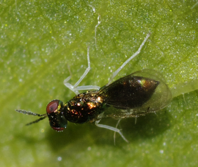 Imenotterino verde dalle zampe bianche: Encyrtidae